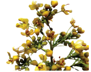 Types of Racemose Inflorescence 