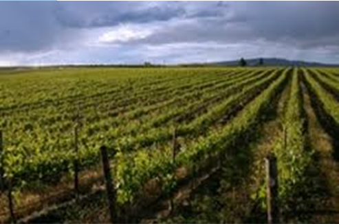 Viticulture