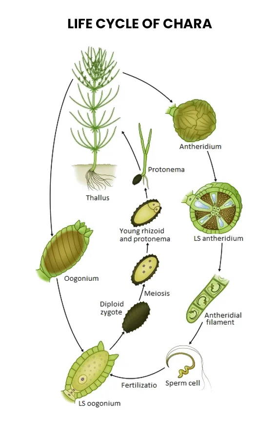 Chara Life Cycle Diagram