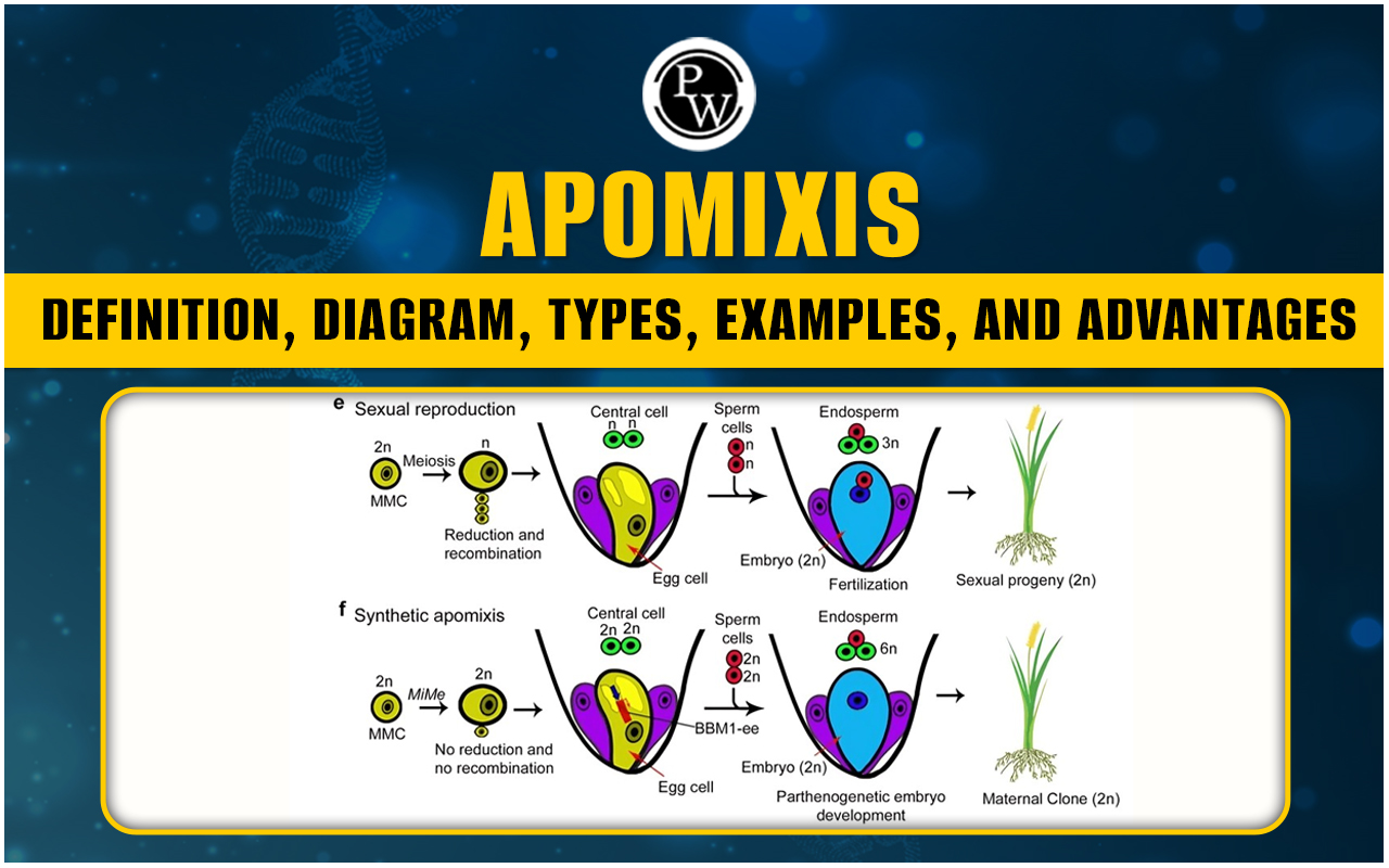 Apomixis Definition, Diagram, Types, Examples, and Advantages