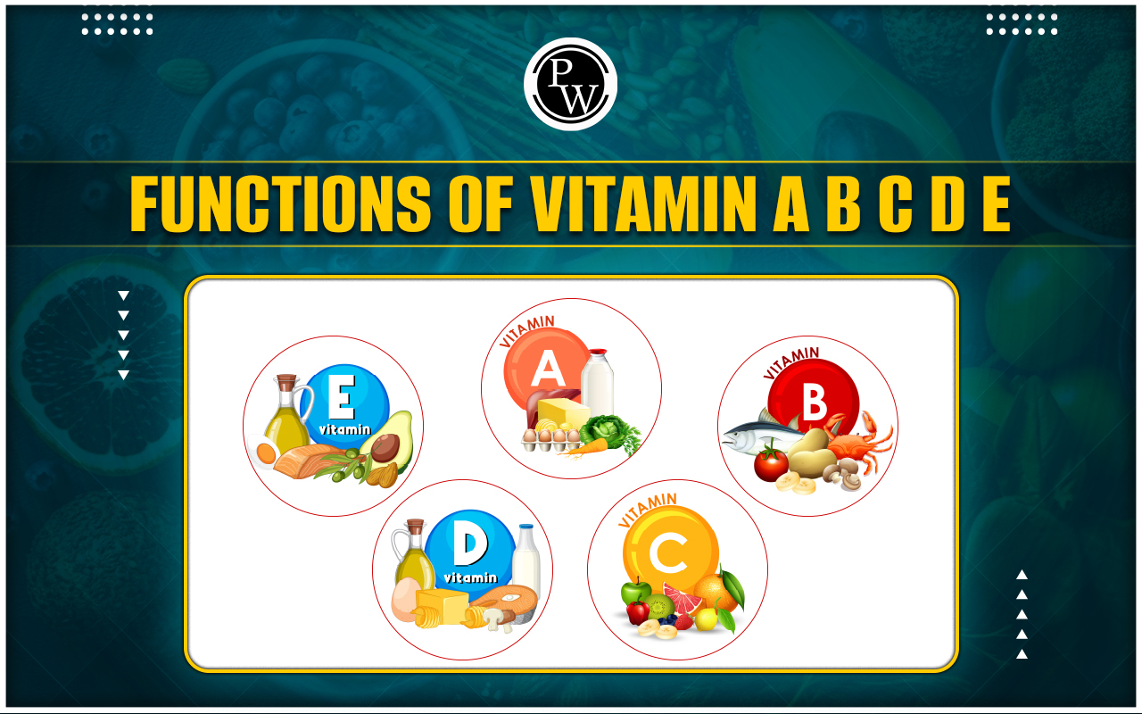 Functions of Vitamin A B C D E - Everything You Need To Know