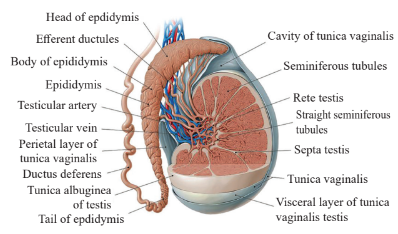 Enlarged view of rete testis