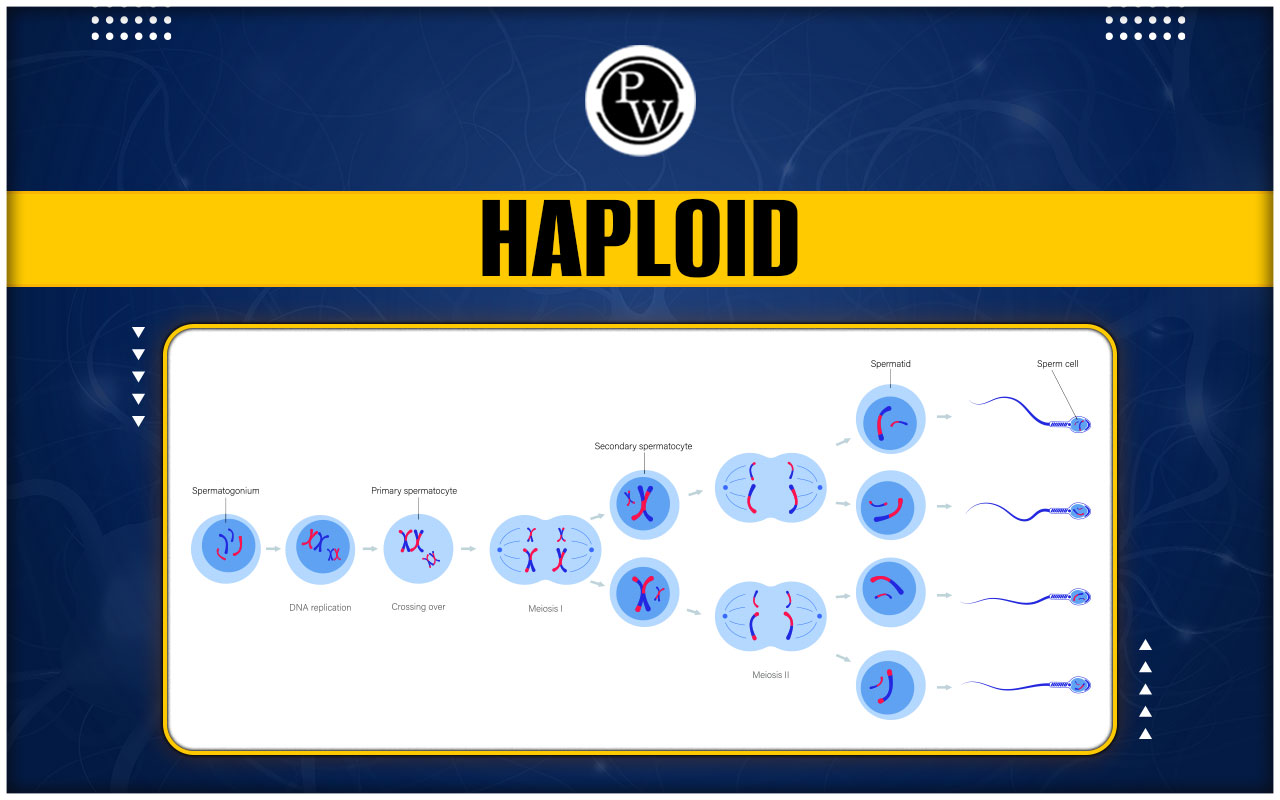 Haploid
