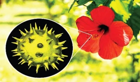 Pollen Grain 