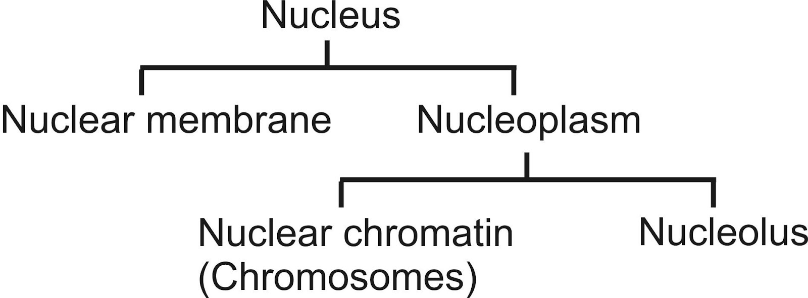 NUCLEUS