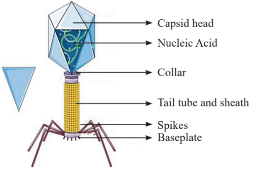 Structure of a bacteriophage