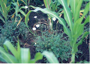 mixed farming