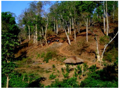 Types And Distribution Of Forest