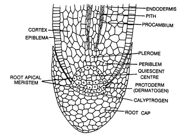 Meristems Based On Origin