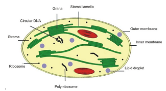 Plastid