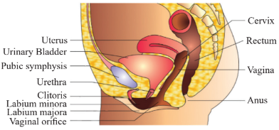 A diagrammatic sectional view of the female pelvis showing reproductive system