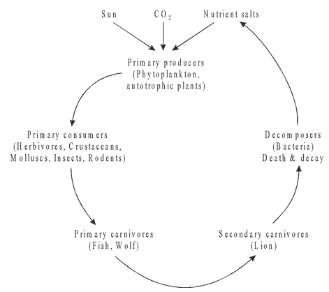 Energy flow in ecosystem pdf