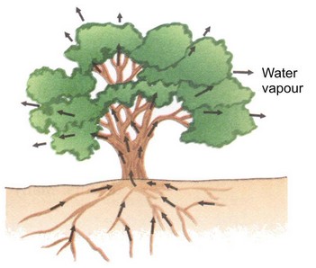 ncert%20-%20water%20vapour