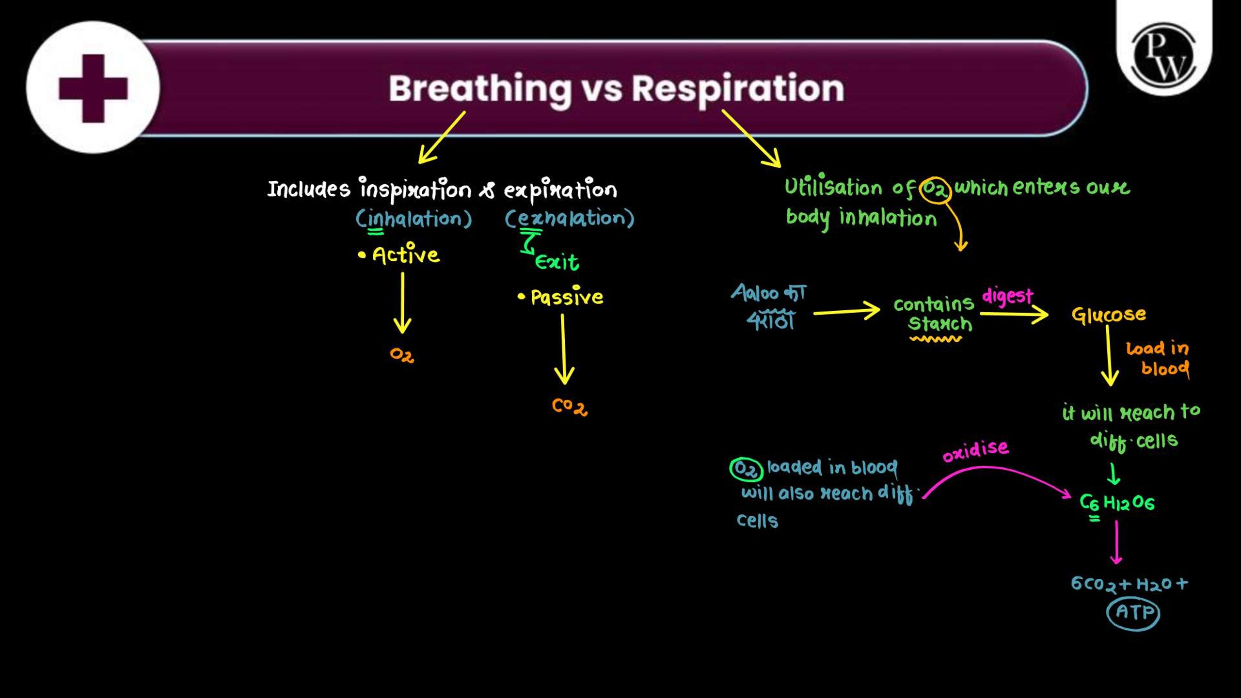 Breathing and Exchange of Gases NEET Notes