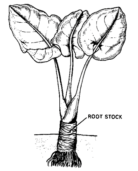 Stem