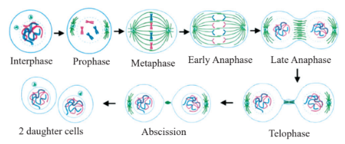 Cell Cycle Diagram