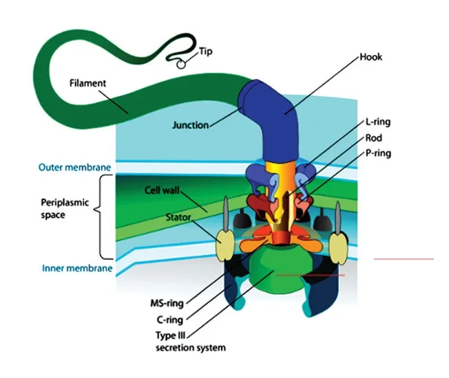 Motility of Cell