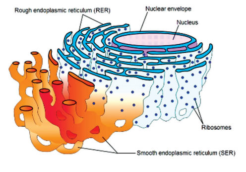 Endoplasmic-reticulum