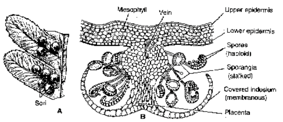 Dryopteris