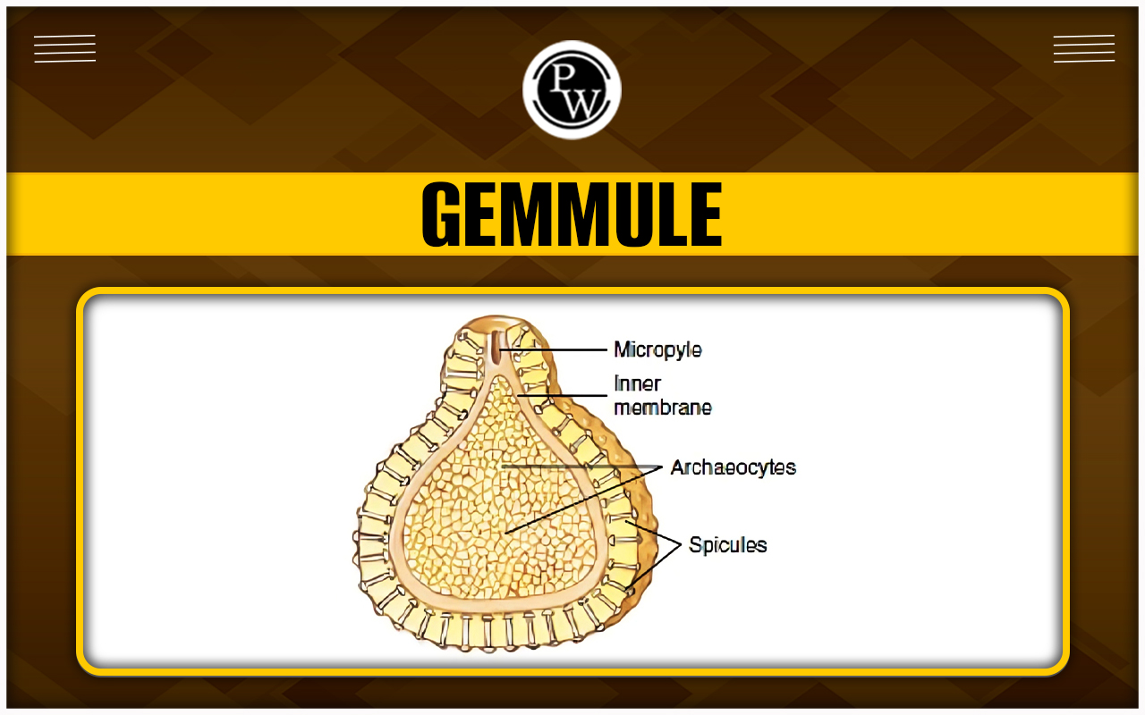 Gemmule