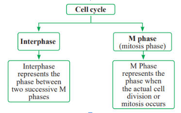 Cell Cycle Phases