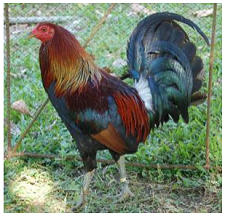 asil_chicken300