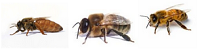 drone bee