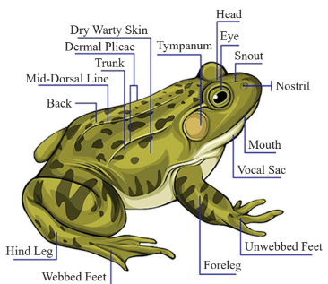 External Features of Frog Diagram