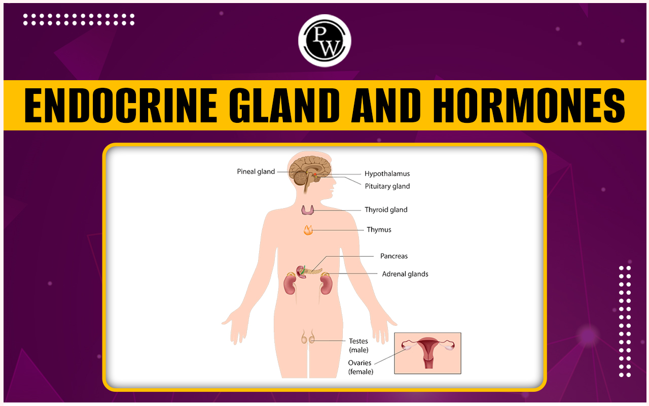 Endocrine Glands And Hormones
