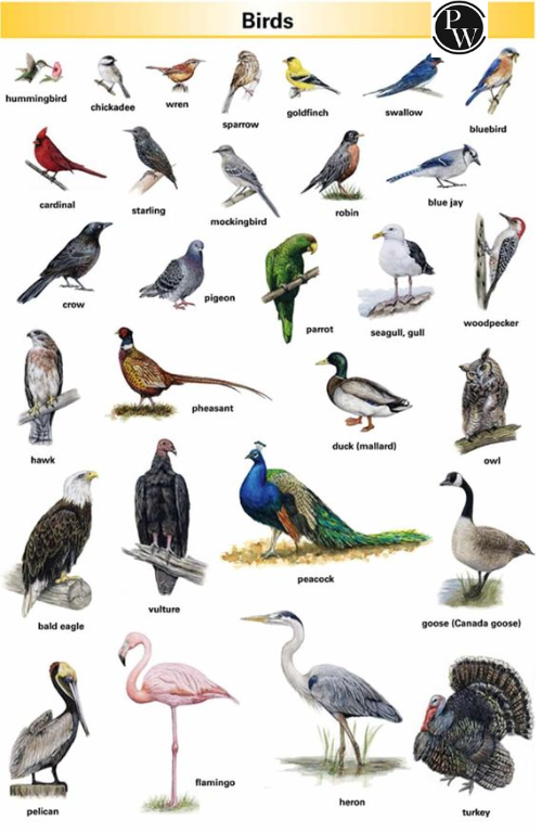 List of Birds Names