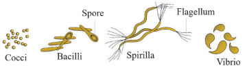 Bacteria of Different Shapes Diagram