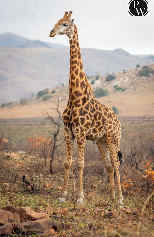 List of Mammal Names