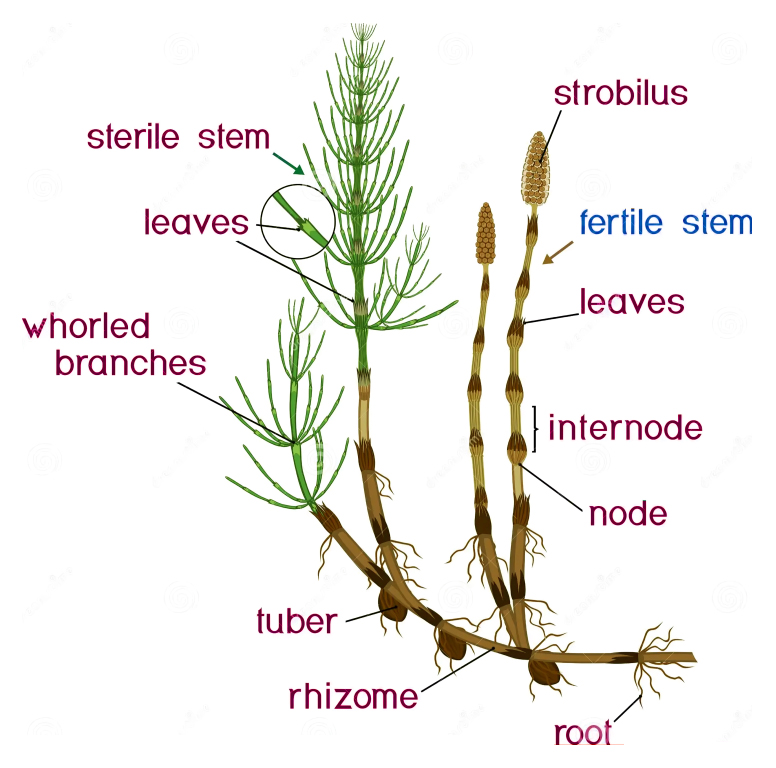 Equisetum Diagram