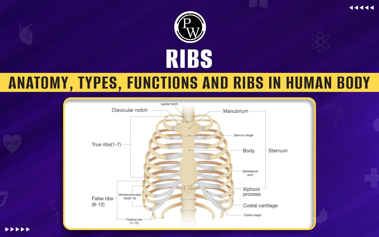 Ribs