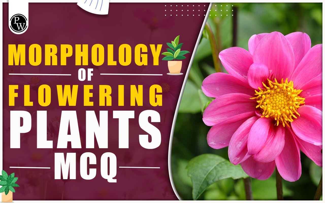 Morphology Of Flowering Plants MCQ