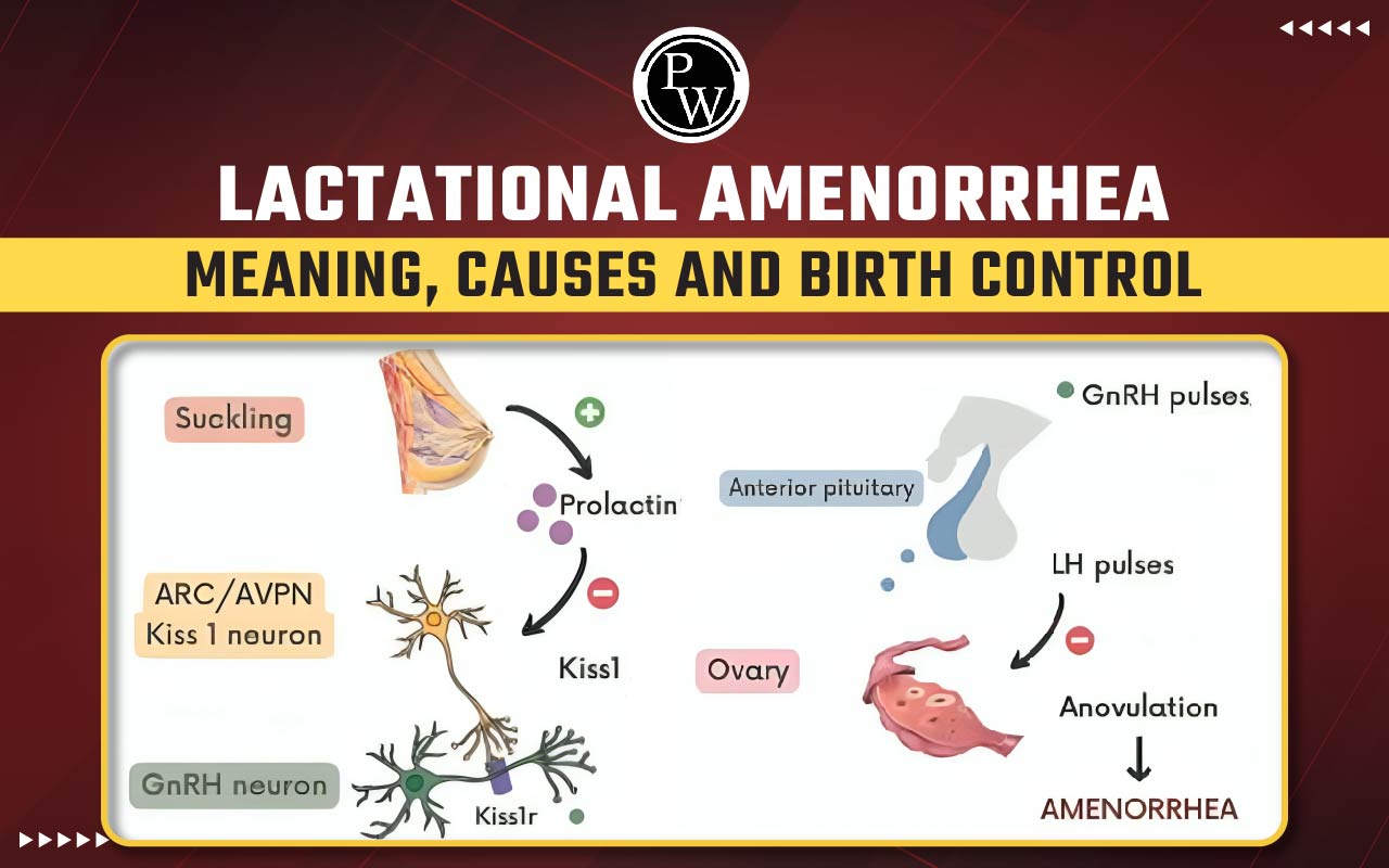 Lactational Amenorrhea