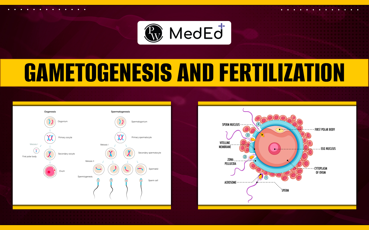 Gametogenesis And Fertilization