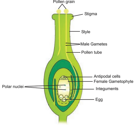 Double fertilisation