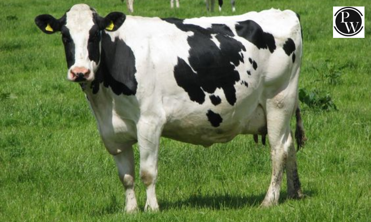Cow Essay