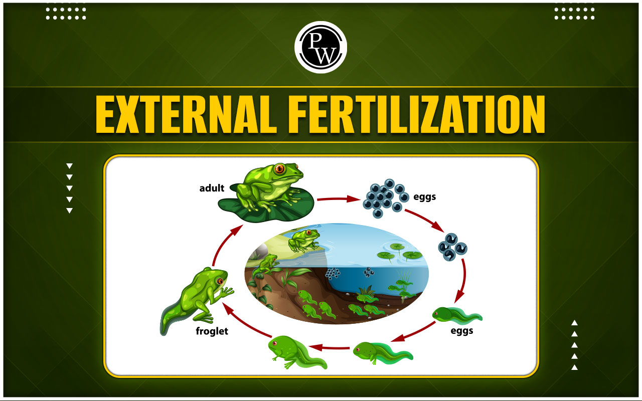 External Fertilization