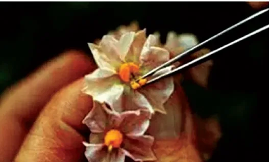Artifical Hybridisation