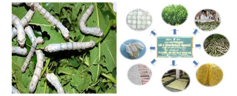 Sericulture