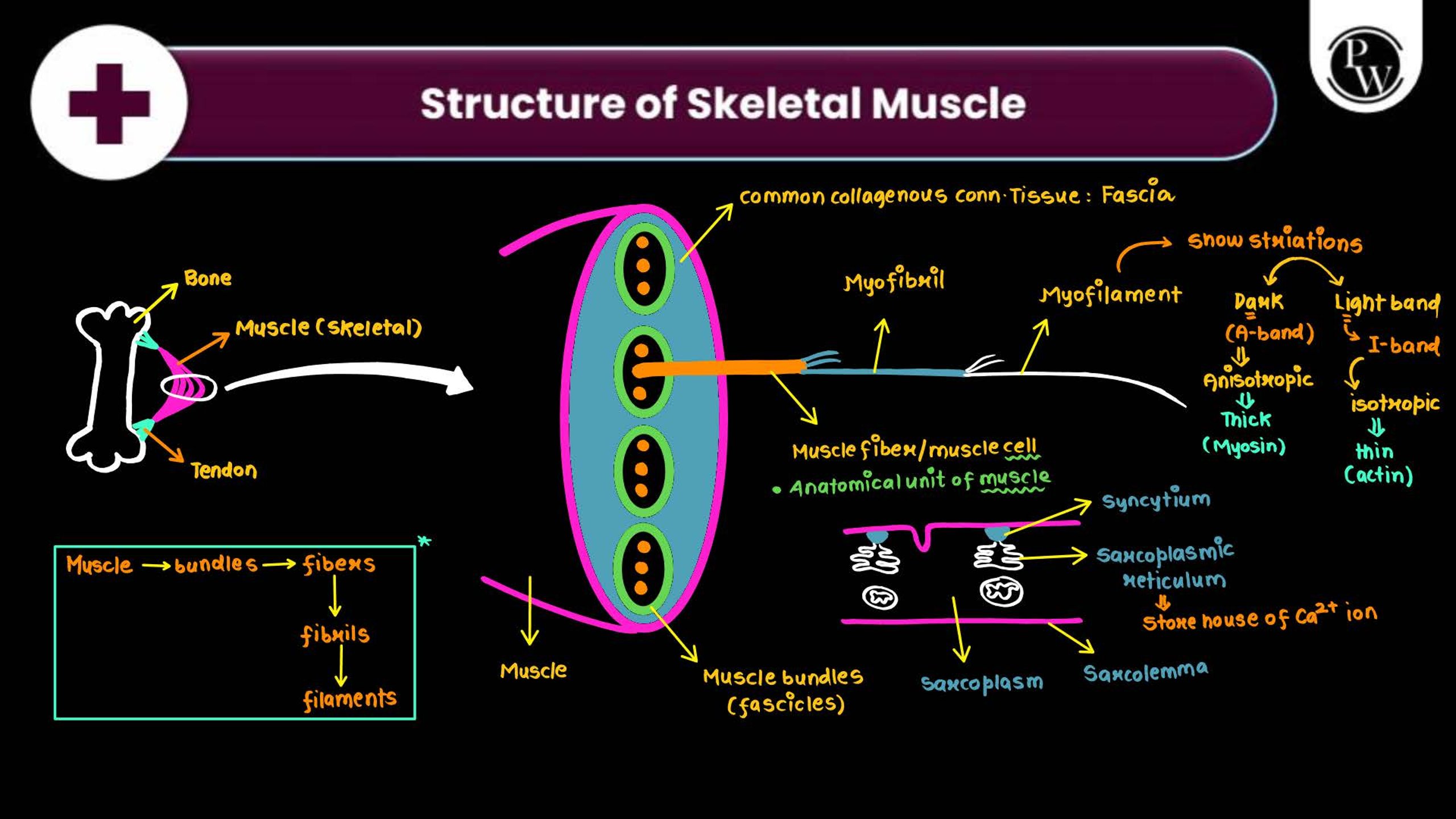Locomotion and Movement NEET Notes