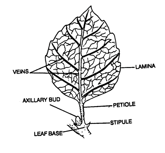 Phyllotaxy