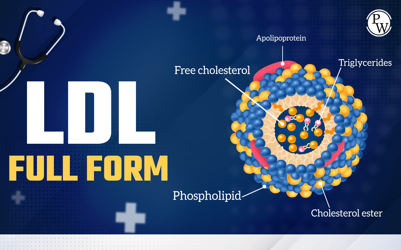 IDL Full Form