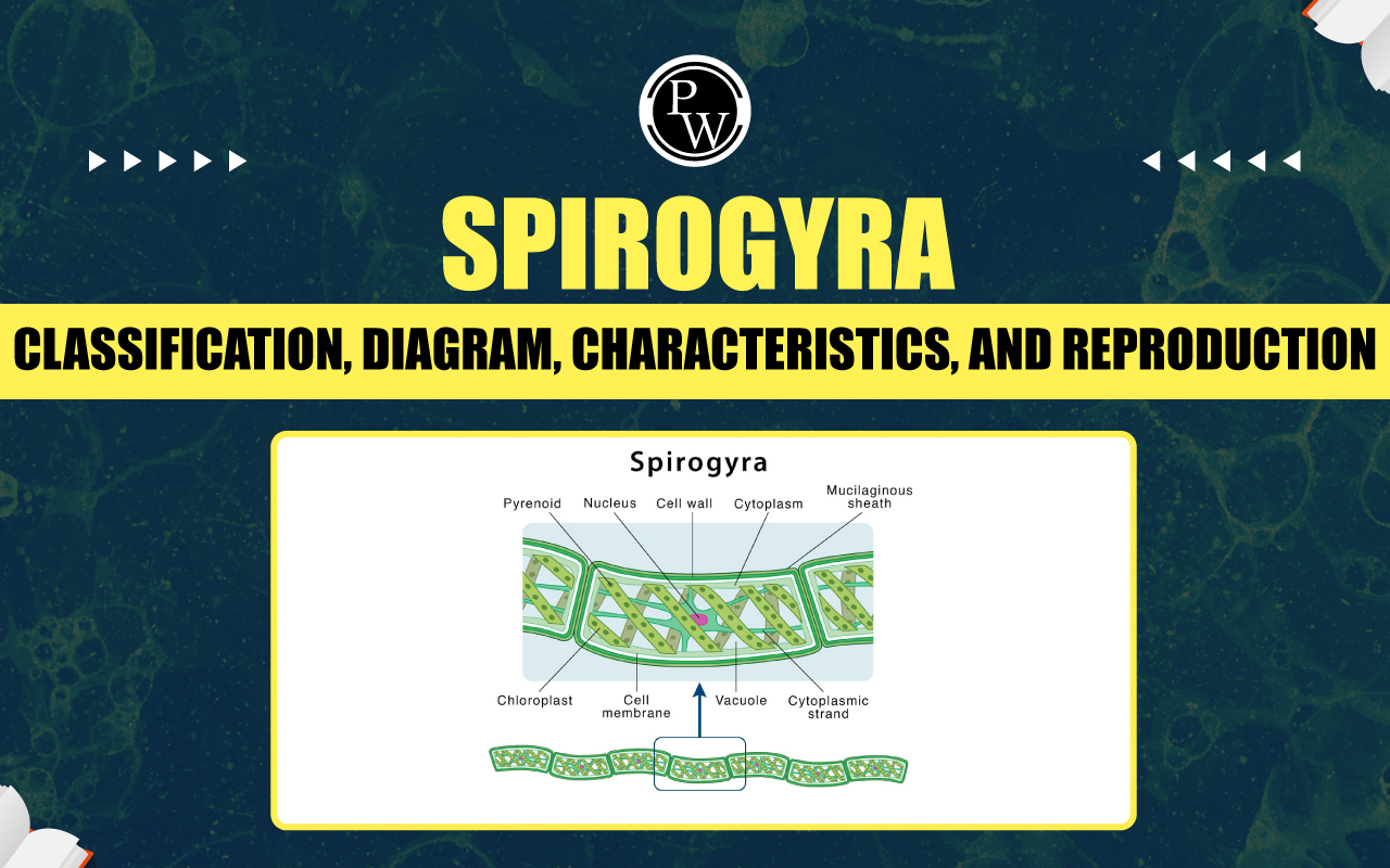 Spirogyra