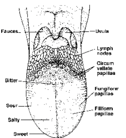 Digestive System of Human