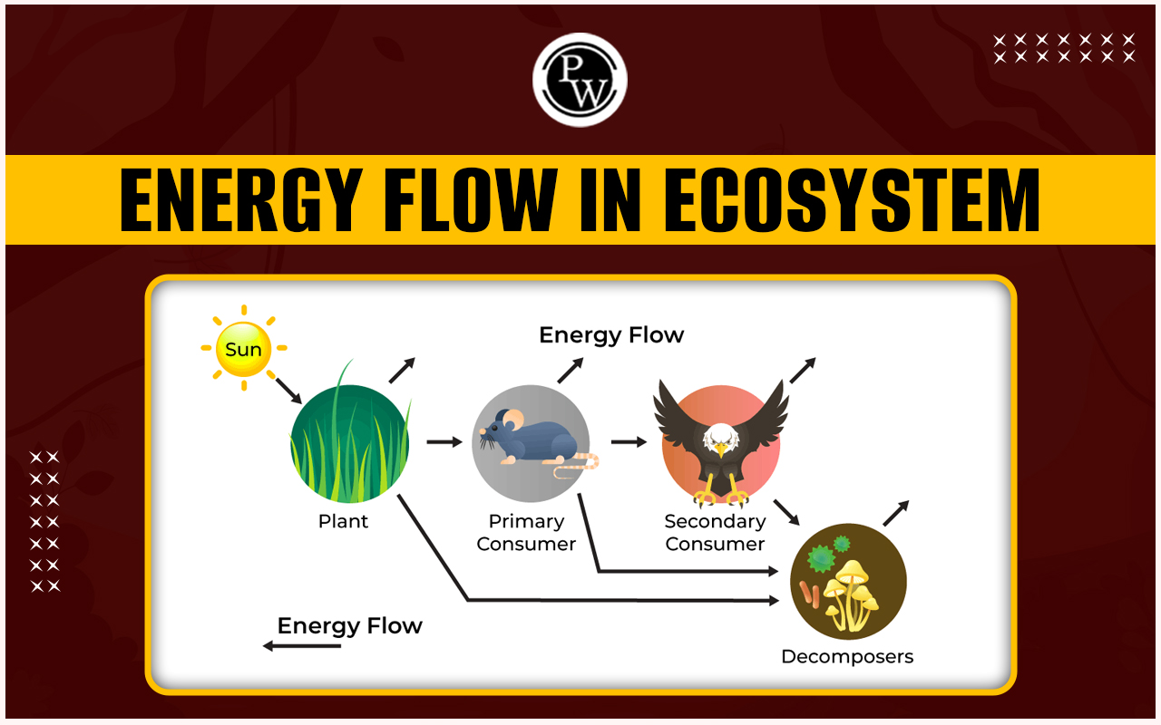 Energy Flow In Ecosystem