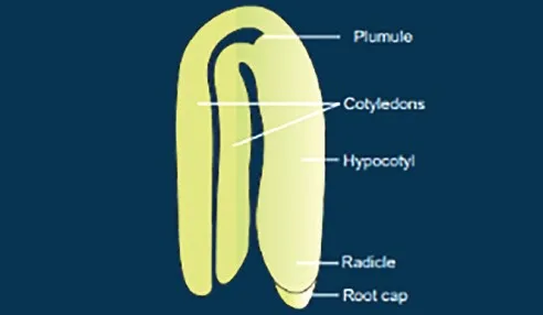 Dicot Embryo