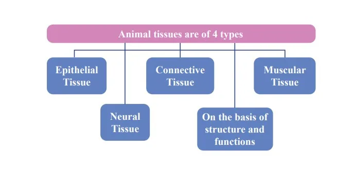 Animal Tissues